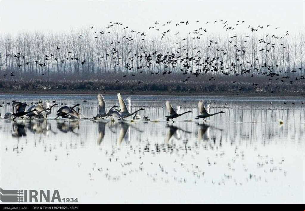 تالاب و پناهگاه حیات وحش سلکه