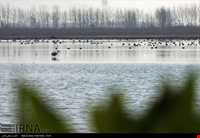 تالاب و پناهگاه حیات وحش سلکه