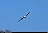 تالاب و پناهگاه حیات وحش سلکه