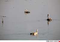 تالاب و پناهگاه حیات وحش سلکه