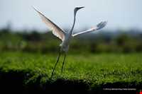 تالاب و پناهگاه حیات وحش سلکه