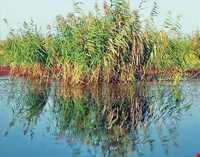 تالاب و پناهگاه حیات وحش سلکه