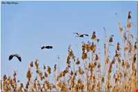 تالاب و پناهگاه حیات وحش سلکه