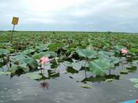 تالاب و پناهگاه حیات وحش سلکه