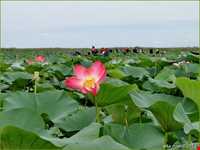 تالاب و پناهگاه حیات وحش سلکه