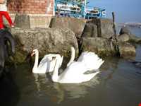 تالاب و پناهگاه حیات وحش سلکه