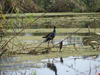 تالاب و پناهگاه حیات وحش سلکه