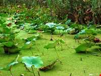 تالاب و پناهگاه حیات وحش سلکه