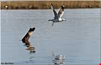 تالاب و پناهگاه حیات وحش سلکه