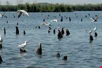 تالاب و پناهگاه حیات وحش سلکه