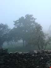 جنگل الیمستان