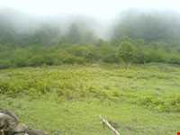 Alimestan forest