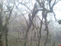 Alimestan forest