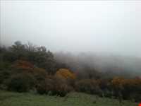 جنگل الیمستان