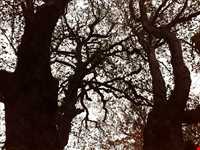 جنگل الیمستان