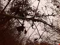 جنگل الیمستان