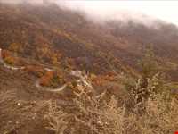 جنگل الیمستان