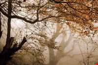 جنگل الیمستان