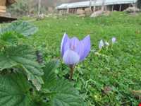 ییلاق اولسبلنگاه ( ییلاقات ماسال )