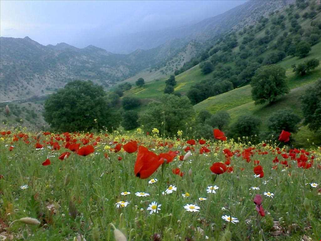روستای  کلم