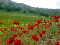 روستای  کلم