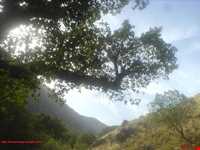 روستای  کلم