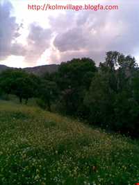 روستای  کلم