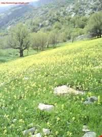 روستای  کلم