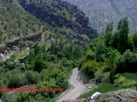 روستای  کلم