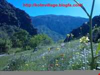 روستای  کلم