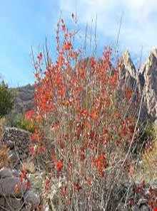 روستای بخوان