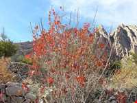 روستای بخوان