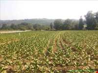 آبشار دزده ( درویشان )