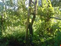 روستای پوده