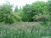 چشمه عروس رابر