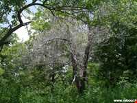 چشمه عروس رابر