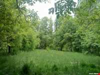 چشمه عروس رابر