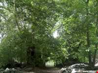 چشمه عروس رابر