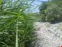 چشمه عروس رابر