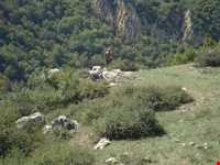 روستای الارز