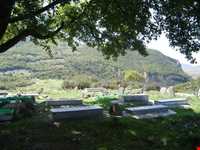 روستای الارز