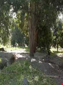 باغ روضه ارم