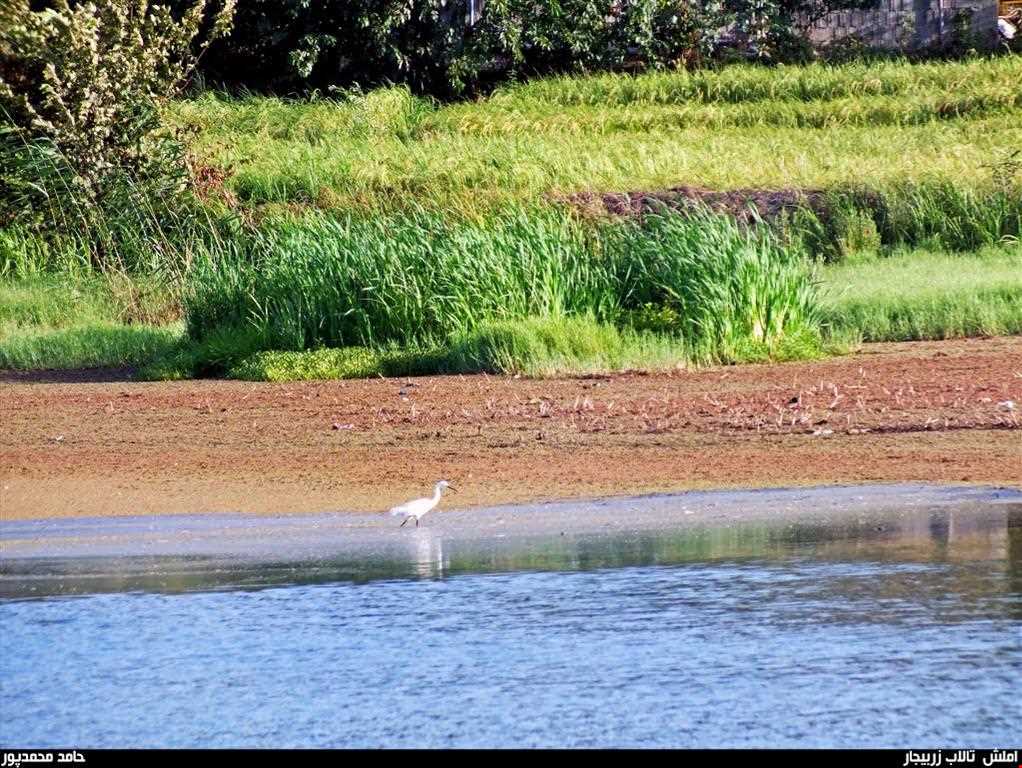 تالاب زربیجار