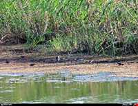 تالاب زربیجار