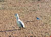 تالاب زربیجار