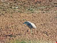 تالاب زربیجار