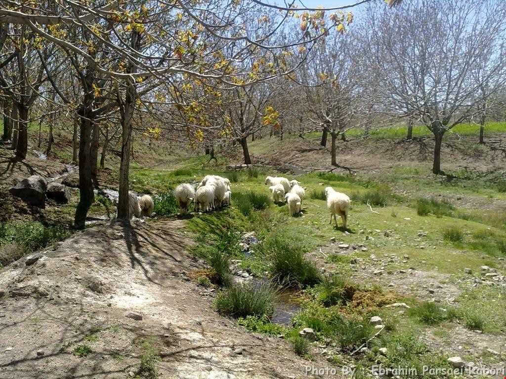 Siah bonueieh village