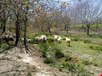 روستای سیه بنوئیه