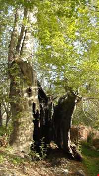 آبشار ده بکری