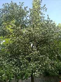 آبشار ده بکری